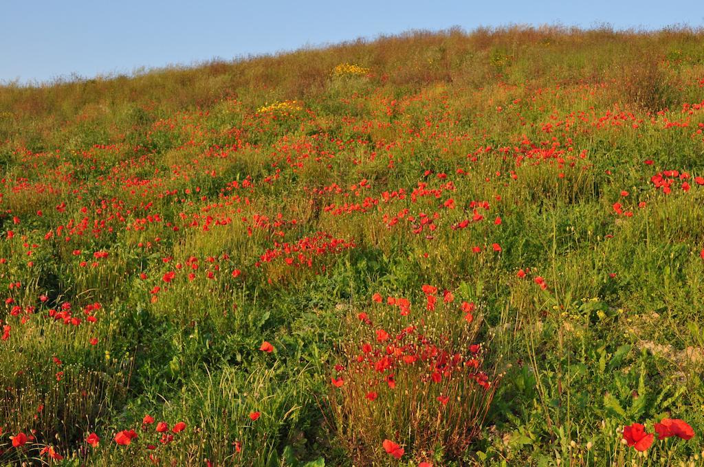 Agriturismo Il Torrione Certaldo Buitenkant foto